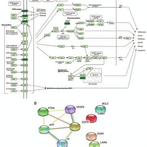 Schematic Representation And Interaction Network Of Differentially