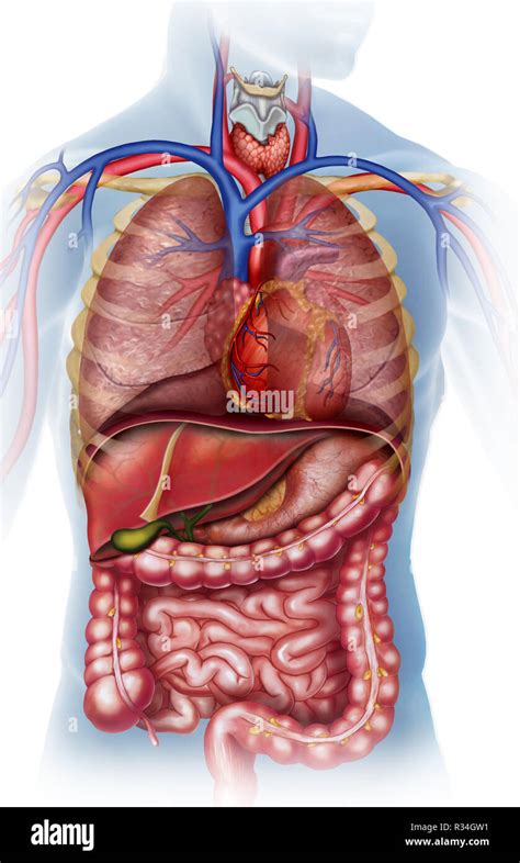 Anatomía del cuerpo humano Banque de photographies et dimages à haute