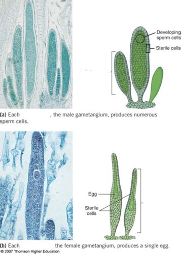 20211028 Bryophytes Seedless Vascular Plants Gymnosperms Needs Edits