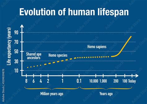 Evolution Of Human Life Expectancy Throughout History Stock