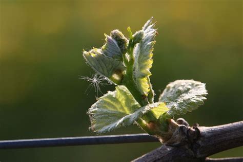 Protection Des Vignes Porte Greffes Dans Vos Vignobles Paligr Le