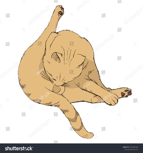 78 Cat Licking Itself Royalty-Free Images, Stock Photos & Pictures