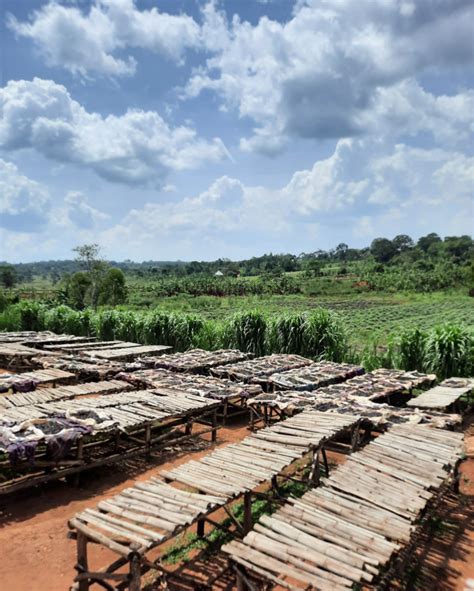 Gousse de vanille gourmet Planifolia Ouganda Vanille des îles