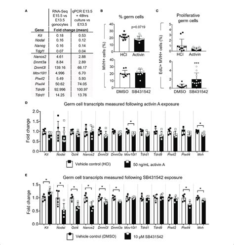 Effect Of Acute Activin A And Sb Exposure On Germ Cells E