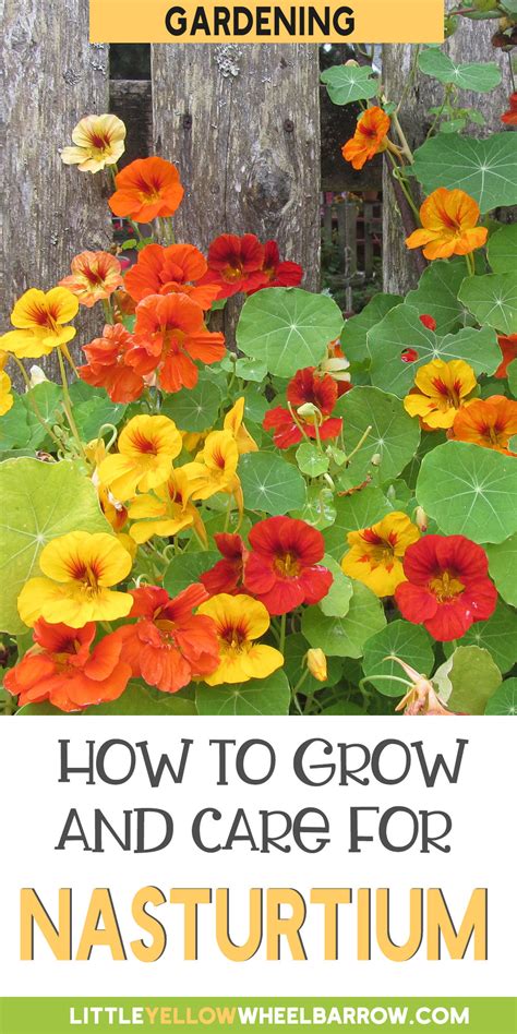 How To Grow Nasturtium From Seed To Flower