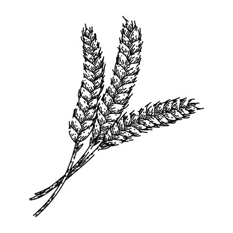 Premium Vector Barley Wheat Sketch Hand Drawn Vector