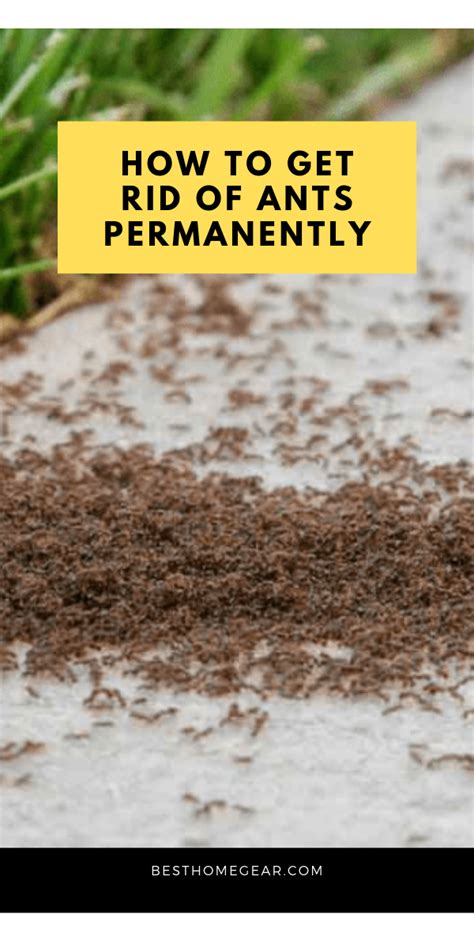 Ants In Garden Garden Pests Lawn And Garden Ant Killer Recipe