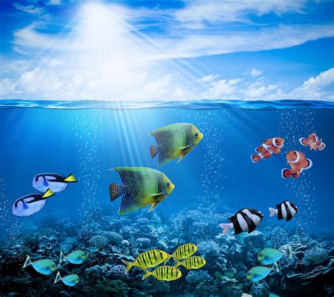 Discover 77+ aquatic wallpaper latest - 3tdesign.edu.vn