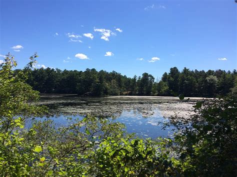 Myles Standish State Forest | The Dyrt