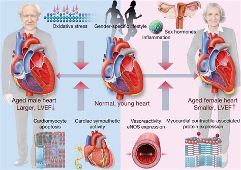 Kardiovaskuläre Gender Medizin Der Klinik Für Nuklearmedizin Usz