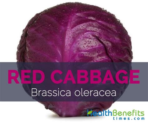 Red Cabbage Facts Health Benefits And Nutritional Value