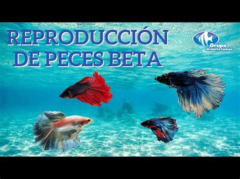 C Mo Se Aparean Los Peces Betta De Reproducci N Veterinaria San Juan