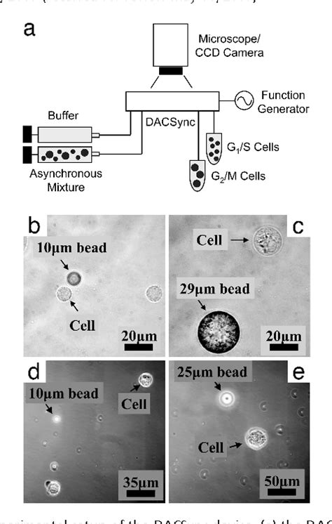 Figure 1 From Selection Of Mammalian Cells Based On Their Cell Cycle Phase Using