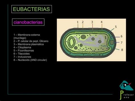 Reino Moneras Jano Ppt