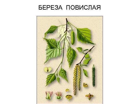 Плоды березы рисунок (49 фото)