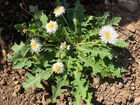 White Dandelion Seeds Taraxacum Albidum The Plant Good Seed Company