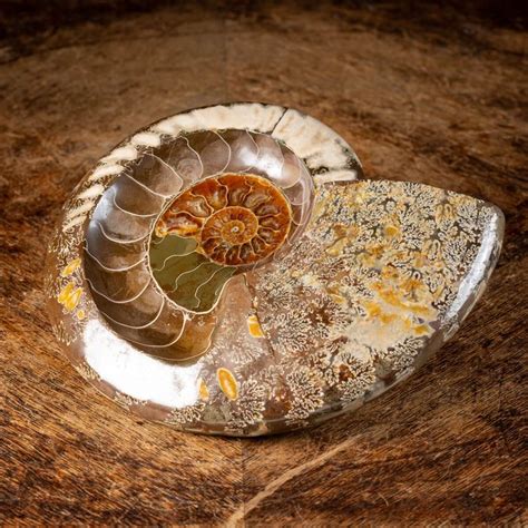 Ammonite Forg Et Poli Aioloceras Cleoniceras Sp Catawiki