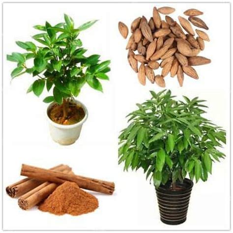 Ceylon Cinnamon Seeds Cinnamomum Zeylanicum Verum Ceylon Etsy