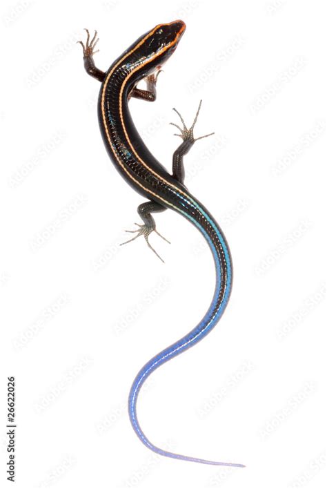 Blue Tail Skink Lizard Stock Photo Adobe Stock