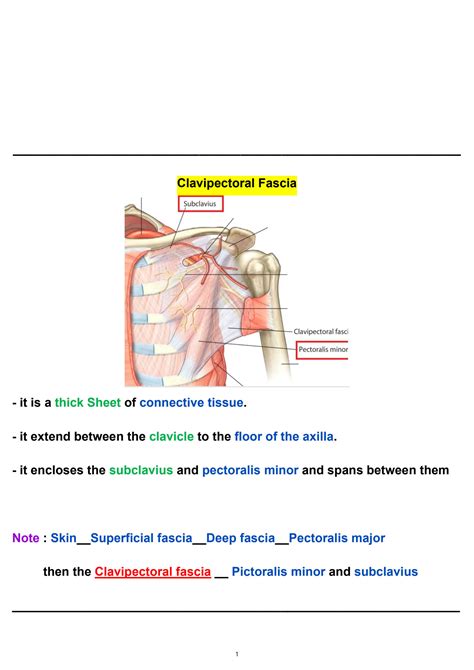 SOLUTION Anatomy Breast Axilla Studypool