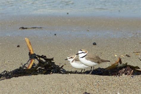 Morbihan Attention On Marche Sur Des Ufs Sur Les Plages