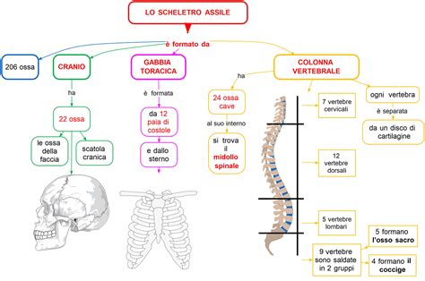 Scheletro Assile Mappa Concettuale