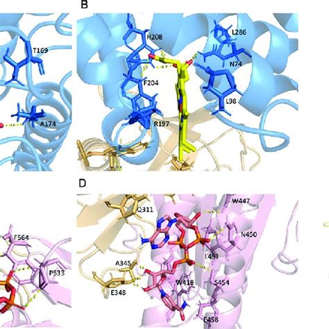 Binding Schemes Of The Heme Group Fad And Nadph To Nox A B