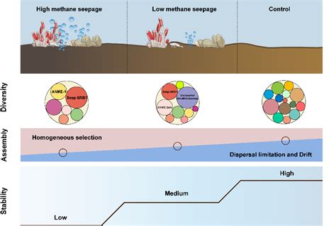 Methane Supply Drives Prokaryotic Community Assembly And Networks At