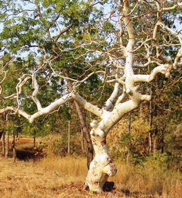 flora in Tadoba, Tadoba flora, flora species in Tadoba