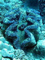 Benthic zone - New World Encyclopedia