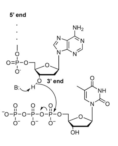 BIO BIOCHEM AAMC Flashcards Quizlet