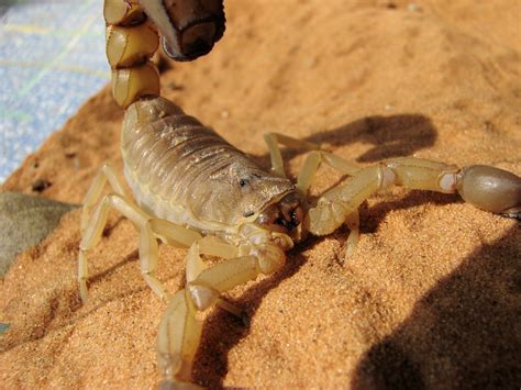Kostenlose foto : Insekt, Fauna, wirbellos, Skorpione, Arachnid ...