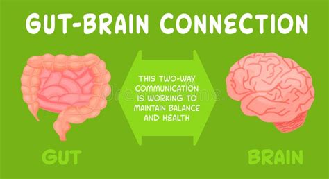 Gut Brain Axis Landscape Poster Useful Infographic Human Internal