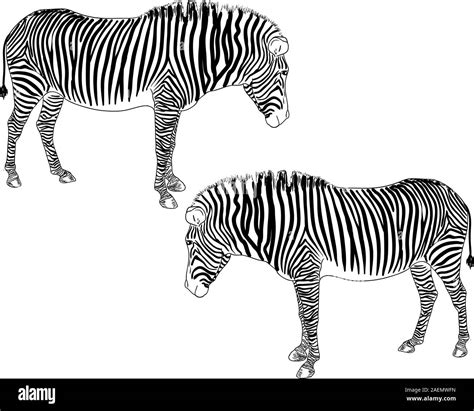 Two zebras. Vector illustration Stock Vector Image & Art - Alamy