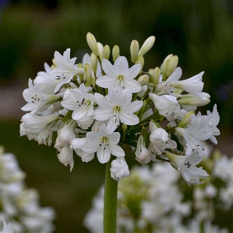 Agapanthus Galaxy White Lily Of The Nile Sugar Creek Gardens