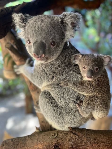 Meet LA Zoo's Koala Joey on Wild Koala Day | LATF USA NEWS