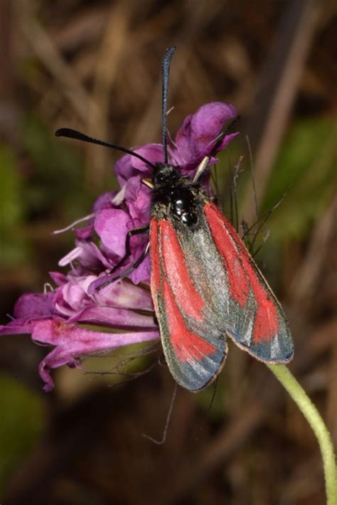 Europ Ische Schmetterlinge Und Ihre Kologie Zygaena Diaphana