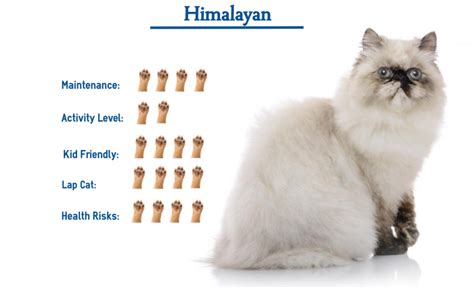 Himalayan Cat Breed Everything That You Need To Know At A Glance