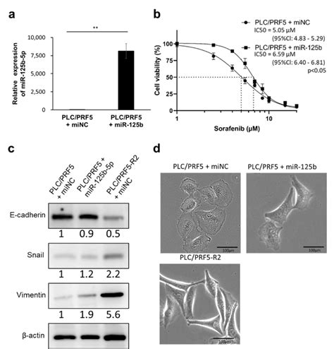 Forced Expression Of Mir 125b 5p Confers Sorafenib Resistance And Download Scientific Diagram