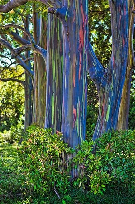 Un arbre Arc en ciel – Eucalyptus deglupta – SmileImpact.fr