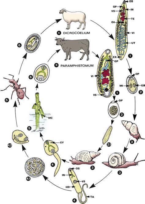 Dicrocoelium Dendriticum Springerlink