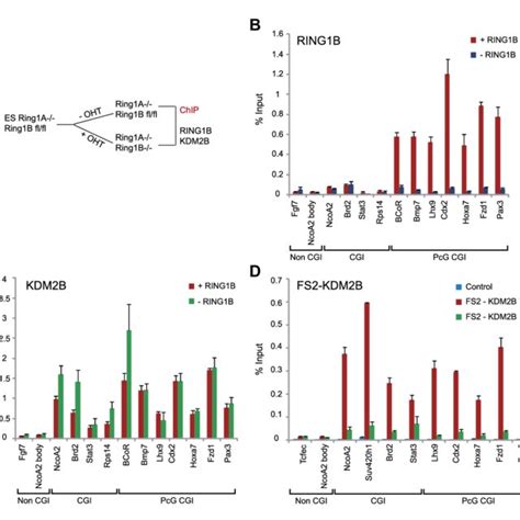 Kdm2b Forms A Variant Prc1 Complex In Mouse Escs Containing Ring1b And Download Scientific