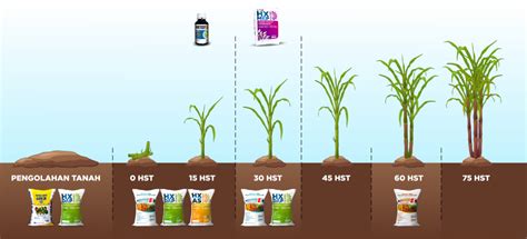 Optimalkan Pertumbuhan Tanaman Tebu Anda Dengan Pemupukan Yang Tepat