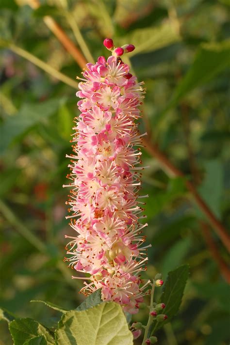 Top 5 Flowering Natives New York Native Plants