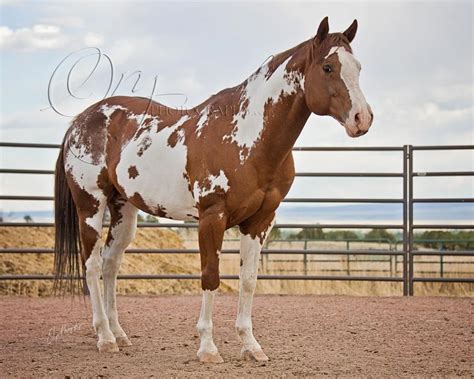 Pin by Lydia Wooldridge on Horses | American paint horse, Pinto horse, Rodeo horses