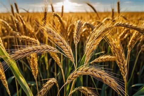 Premium Photo Golden Wheat Field At Sunset