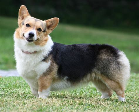 Pembroke Welsh Corgi Animal Literature