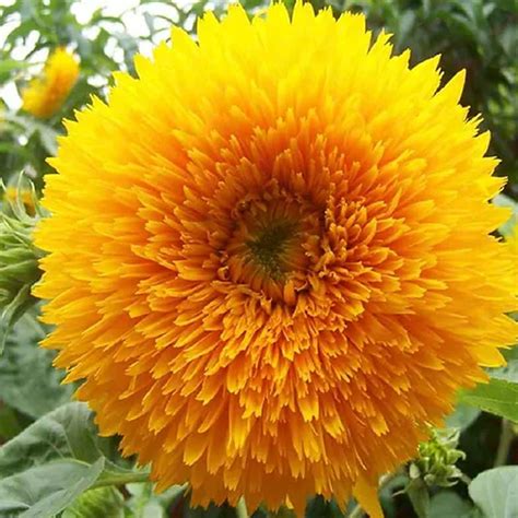 Sunflower Teddy Bear - Agriearth - Buy Seeds Online in India - Buy ...