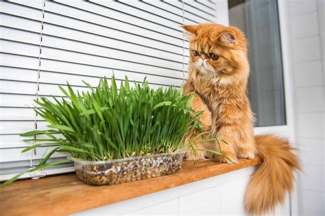 Catnip What Is It And How Does It Affect Cats 43 Off