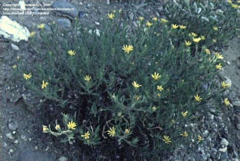 Plantfiles Pictures Heterotheca Species Hairy Golden Aster